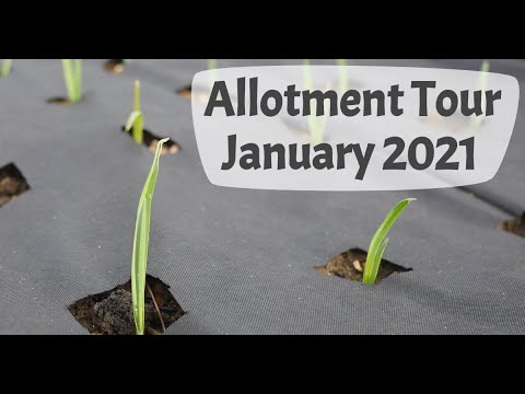 January 2021 Allotment Tour