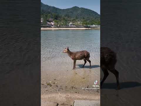 #厳島神社 に満ちてきた海辺を散歩中の鹿さん⛩🦌🌊「海」と「鹿」が一緒に見れる景色は、ここ宮島だけかも。#ニッポンの海と文化 #日本BLUE #広島 #宮島