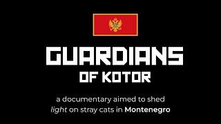 Support My Documentary About Stray Cats 🐱