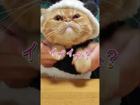 クリスマス遊ぼうよ！#猫動画 #ねこ #エキゾチックショートヘア