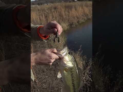 Great Lake Finesse Meets Small Water Bass Fishing!