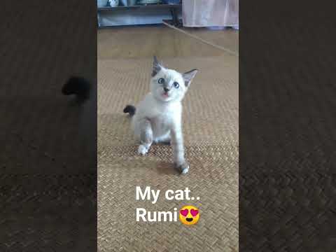 My cat.. Rumi😍