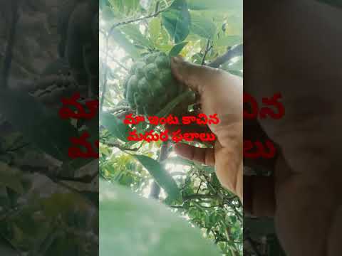 today custard apple harvest