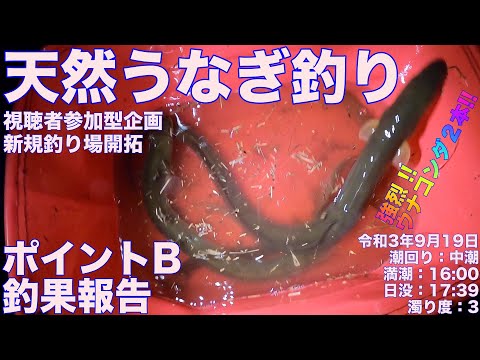 令和3年9月19日 天然うなぎ釣り 視聴者参加型企画 ポイントB釣果報告 ドバミミズ使用