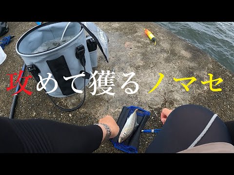 ゴミ溜まりでアジを泳がせてみたら・・・【大阪湾青物・ノマセ釣り】