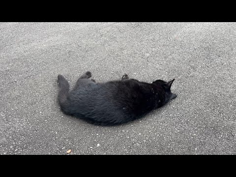 坂道で追いかけてくる黒ねこちゃん　No.７６０　２０２４年　９月２４日　１５：００　のくろねこちゃん　black cat