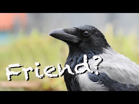 Can Crows Be Friends? (Story 47)