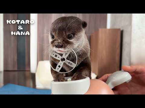 Otters’ Delightful Reactions to Flying Propeller