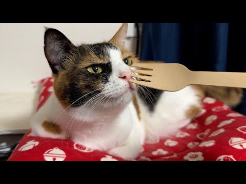 美味しそうな猫がいたのでデザート代わりにフォークで食べてみようとした結果…