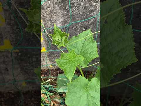 虫さん【家庭菜園だより】Cabbage Bug