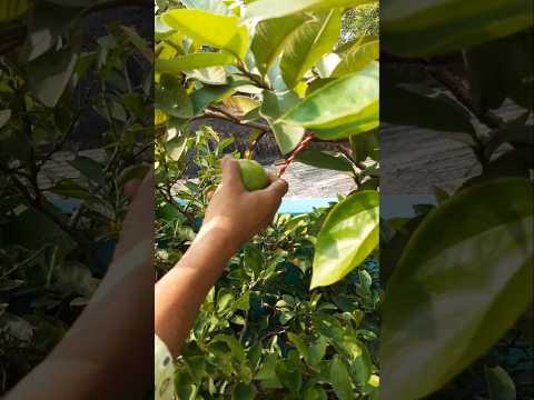 Dosto Chaliye Amrud Tode  #karigardidi #subscribers  #viralvideo  #amrud #fruits