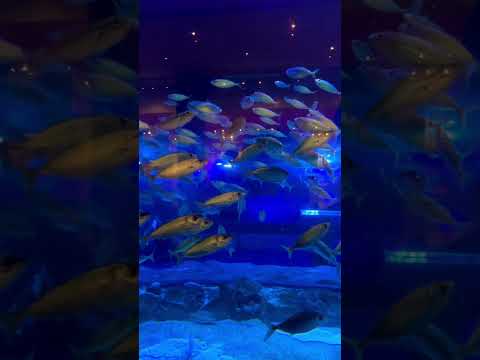 Dubai Aquarium and Underwater Zoo #shortsvideo #trending #shorts