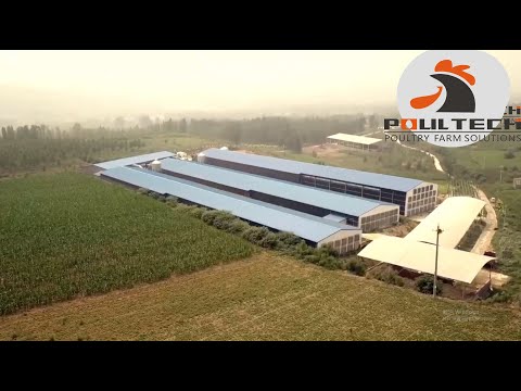 300,000 Layers Farm Modern Chicken Farming Project