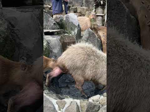 お湯とともに露天風呂になだれ込むカピバラ(伊豆シャボテン動物公園) #capybara #Shorts