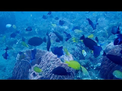 何故、魚は、一箇所に集まるのか? So many fishes in amed bali