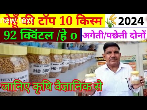 गेहूं की टॉप वैरायटियां 2024 / गेहूं वैज्ञानिक से जानिए // gehu ki kheti // gehu ki top variety 2024