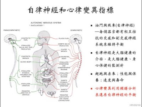 自律神經是大腦健康的介面 — 心律變異指標在身心保健的重要性