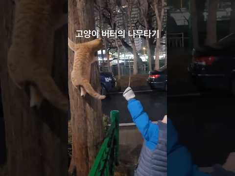 나무타는 고양이 버터