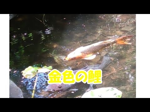 神の住む池　　金色の鯉