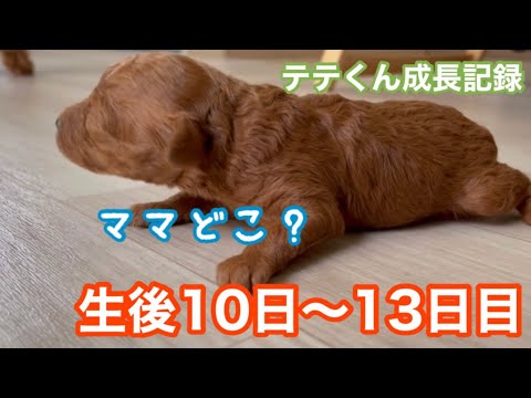 生後10日〜13日目の様子【トイプードル】テテくん成長記録