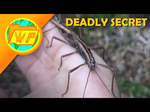 Why is this Walking Stick So DANGEROUS?--- Two-Striped Walkingstick