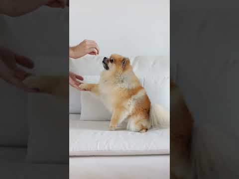 Girl playing with cute dog / cute dog short videos #shorts #dog #cutedog