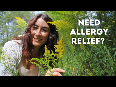 My SECRET allergy hack- Goldenrod Infused Honey!