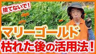 家庭菜園や農園のマリーゴールドを捨てるのはもったいない！枯れた後もセンチュウ対策に効果的なマリーゴールドの活用方法をご紹介！【農園ライフ】