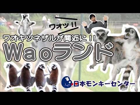 距離が神レベル‼︎ワオキツネザルの放し飼いエリアが凄すぎた‼︎【日本モンキーセンター③】