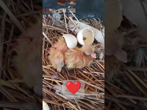 one day old baby pigeons