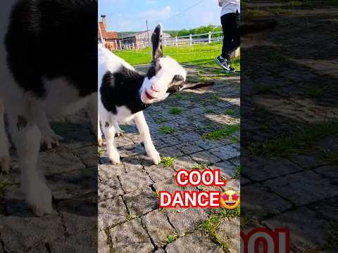 🤩COOL DANCE🤩