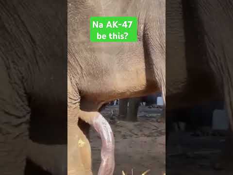 Na Ak- 47 be This? #viralshort #funny #animals #elephant #matingrituals #youtubeshorts #eyecatchy