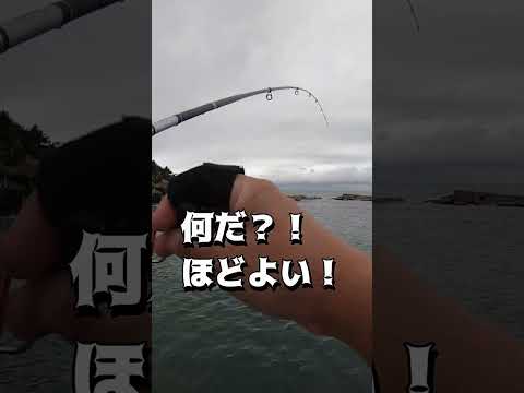 昔買った安い知らんメーカーのルアー投げたら、ほどよい魚がかかった！#shots