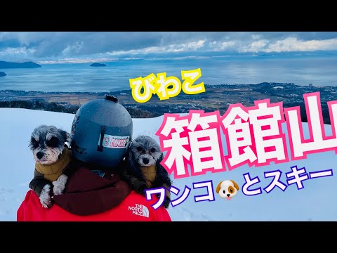 ワンコ🐶とスキー　雪のドッグエリア　雪たっぷり　琵琶湖が望める　最高の景色　びわこ箱館山