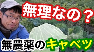 【自然農】無農薬キャベツの栽培結果と虫食い対策について《定植時期/天敵農法/防虫ネット/虫食い》