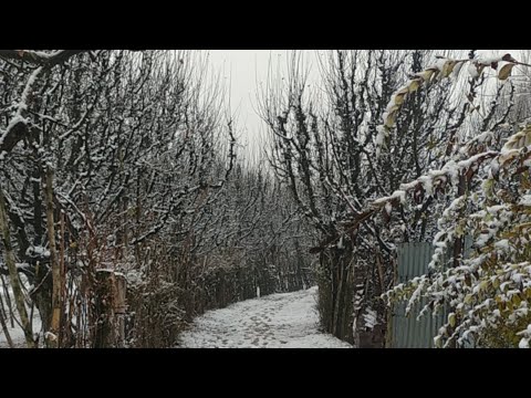 Snowfall in kashmir