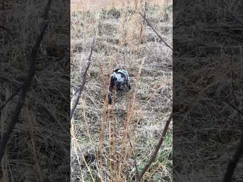 First quail hunt for three month old wirehaired pointing griffon Dublin #w