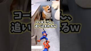 イッヌの動画見てニヤけたら負けwww #犬 #コーギー #犬のいる暮らし #かわいい #癒し #ペット #2ch動物スレ