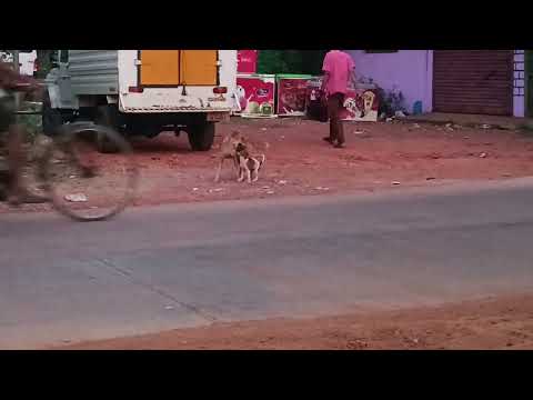 cute dogs playing with big dog 🐕#viral #doglover #dogs #dogsvideo #dogplaying