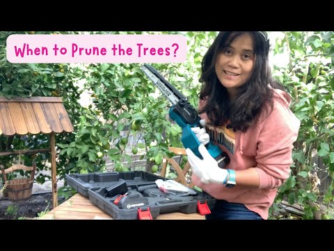 VLOGMAS DAY 2 | When To Prune Trees 🌳 | Living in Los Angeles