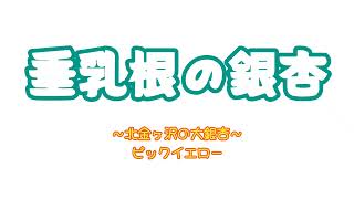 垂乳根の銀杏　〜北金ヶ沢の大銀杏〜　#ビックイエロー　（2024年11月 青森県深浦町）