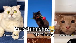 BRUSCHIMICHIS😹💗 30 minutos de risa🐈💕! // #bruschimichis #humor