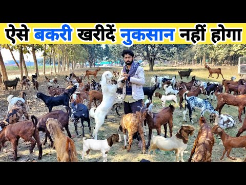 बकरी खरीदने से पहले यह जानकारी होनी चाहिए | Bakri kaha se kharide | Goat for sale