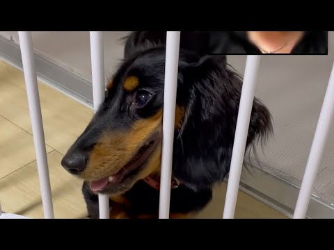 【ちょーだい！】タグが欲しすぎて頑張る犬が可愛すぎる　#shorts #犬 #dog