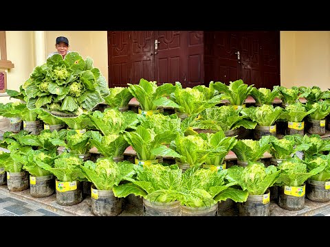 How To Grow High Yield, Pest-Free Chinese Cabbage Anywhere Without A Garden!