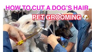 🐕‍🦺เสริมสวยต้อนรับปีใหม่ิ 🎉How to Cut A Dog’s Hair?🐶 #doglover #petgrooming #beautysalon