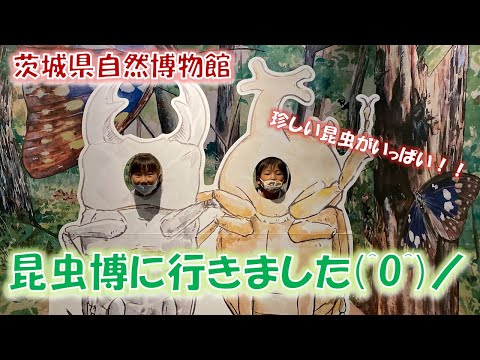 【昆虫】急がないと！！9/19で昆虫博が終わってしまう！【茨城自然博物館】