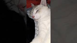 Хорошего настроения Всем #shorts #funnycats #cat #юмор #смішнівідео #гумор