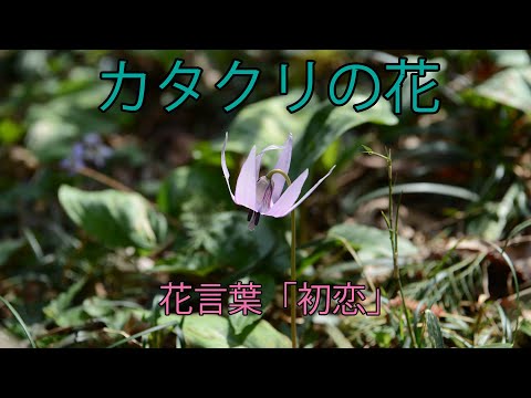 カタクリの花