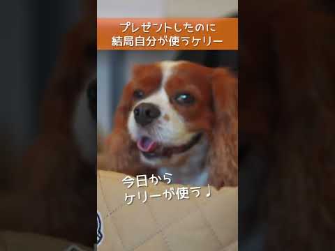 🐶👩【ハリースペット】新しい物好きのキャバリア・ケリー｜プレゼントしたはずなんだけどなぁ #shorts